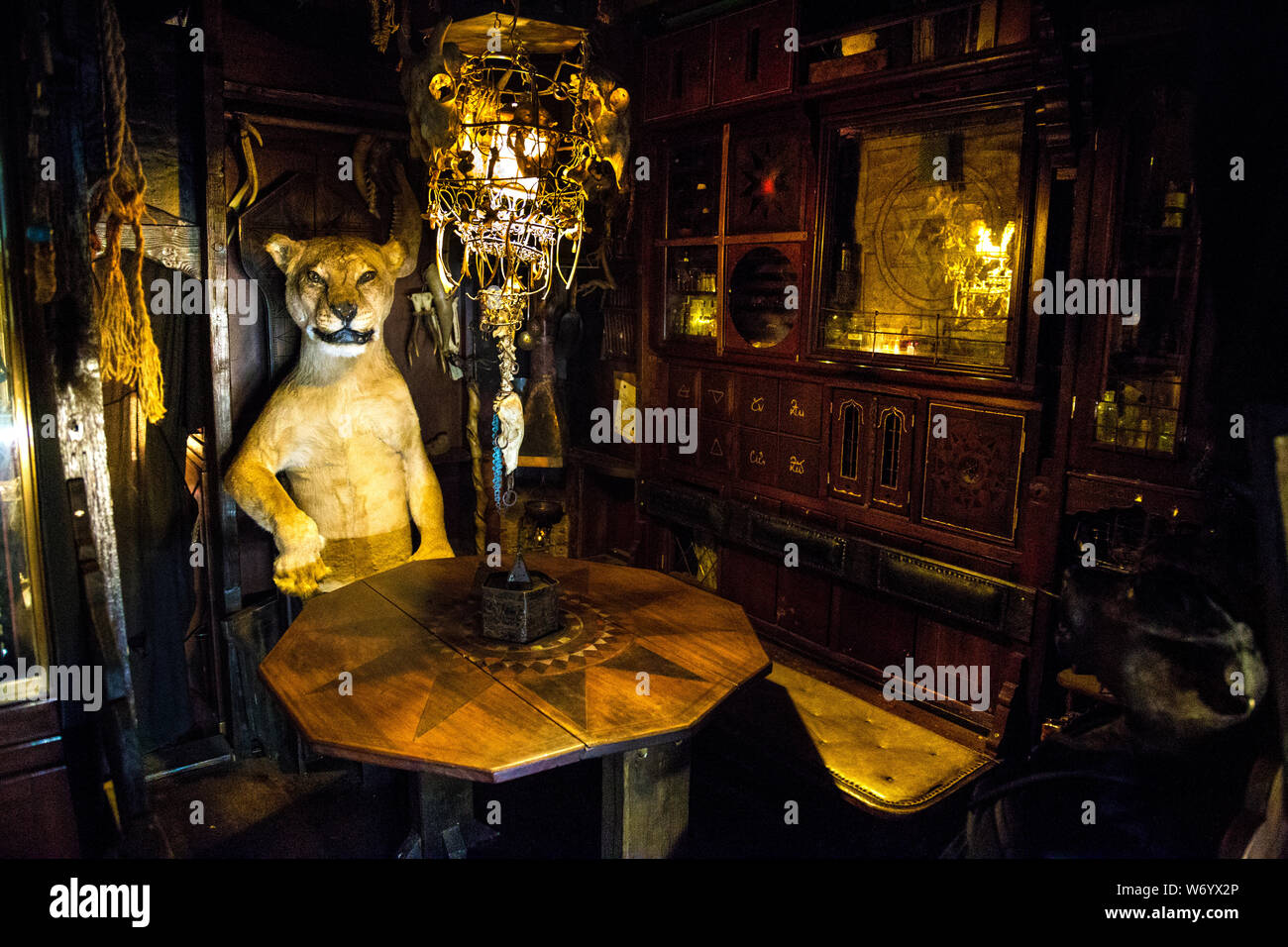 La taxidermie lion assis sur une chaise à Viktor Wynd Museum de curiosités et de mardi dernier Society, Londres, UK Banque D'Images