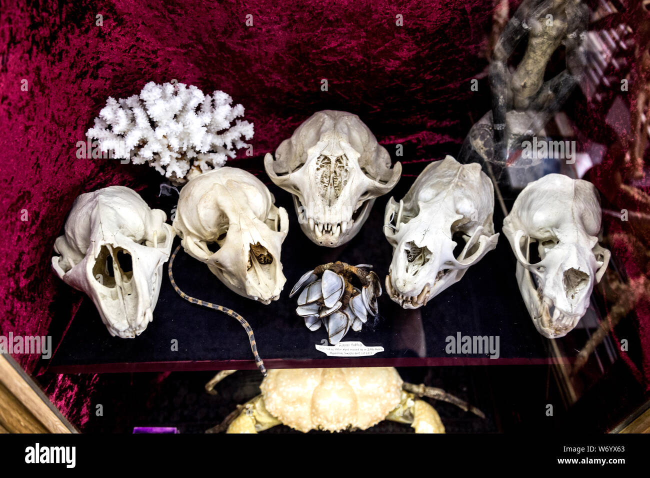 Viktor Wynd Musée de curiosités, Fine Art & Histoire naturelle et la société mardi dernier, Londres, UK Banque D'Images