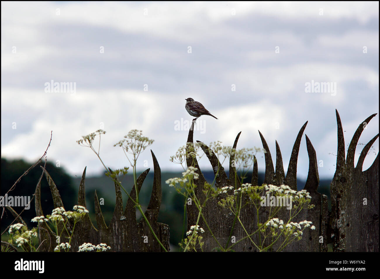 Songbird solitaire assis sur plantes rurales Ecosse Banque D'Images