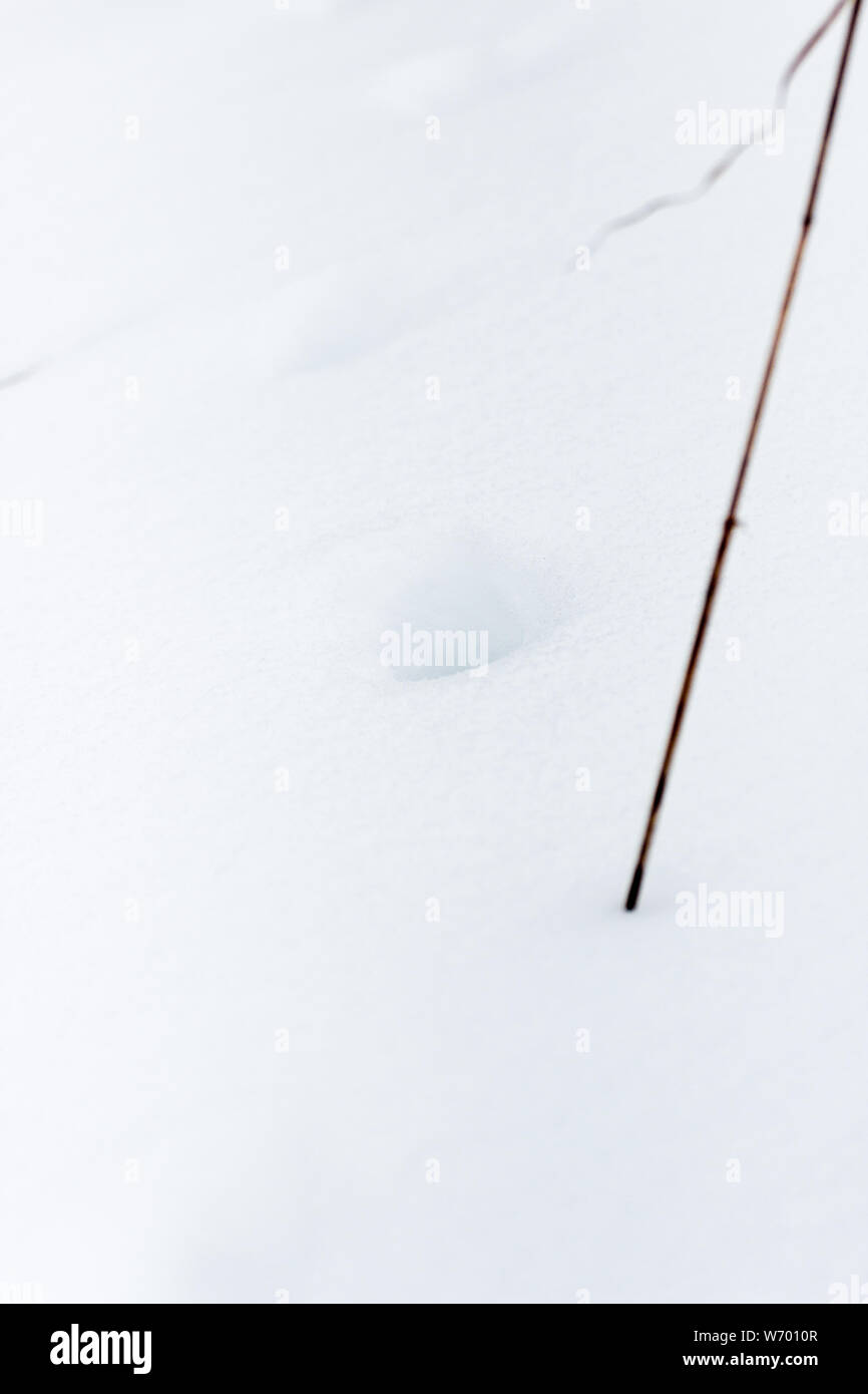 Fox Traces dans la neige Banque D'Images