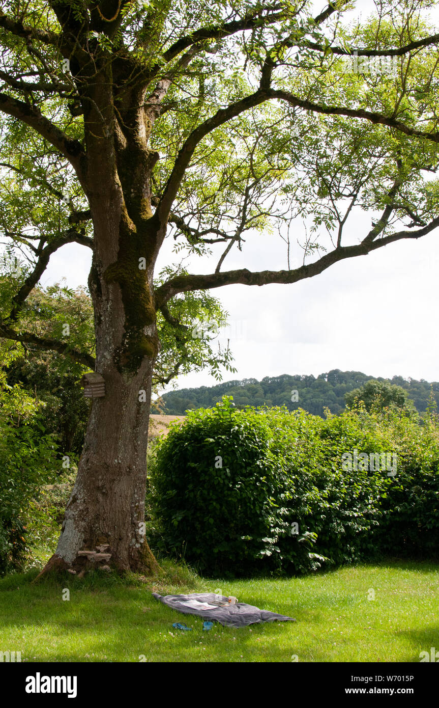 Dans le Wiltshire et haie d'arbres Banque D'Images