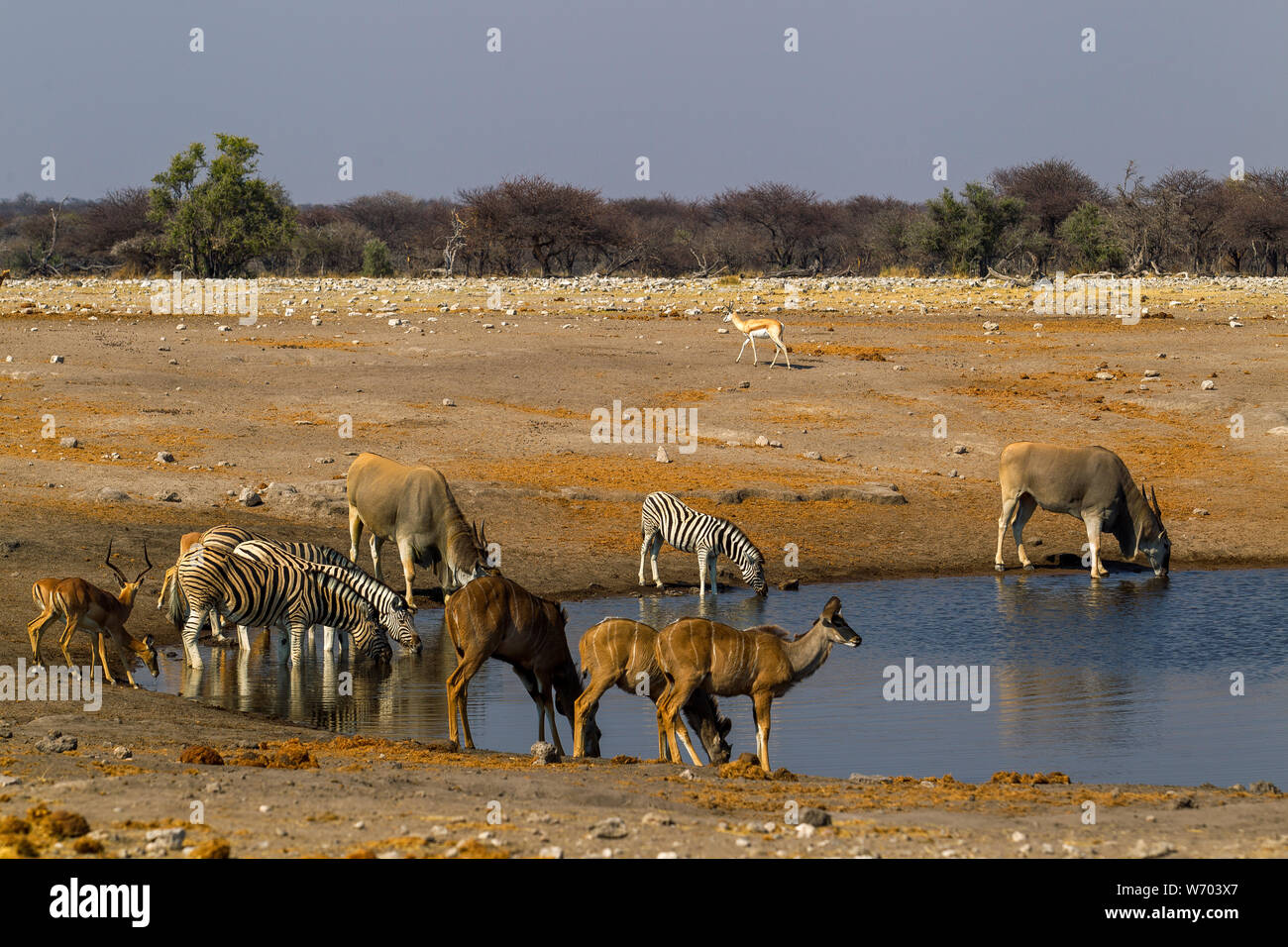 Eland, zebra, impala koudou et boire à Chudob waterhole, Etosha National Park, Namibie Banque D'Images