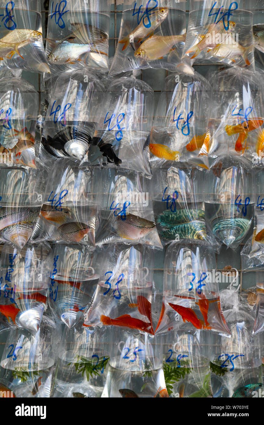 Sacs de poissons rouges et poissons tropicaux suspendus dans le rack en attente d'être vendus au marché de poissons rouges Mong Kok, Hong Kong Banque D'Images