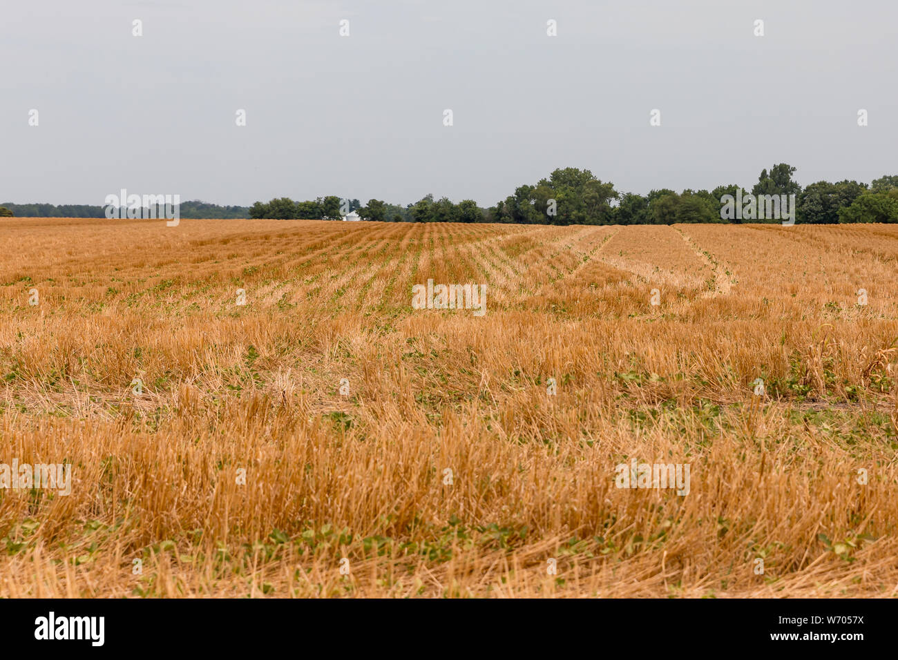 Le soja planté dans le champ de blé de culture de couverture de chaume, résultant dans le soya en semis direct domaine Banque D'Images