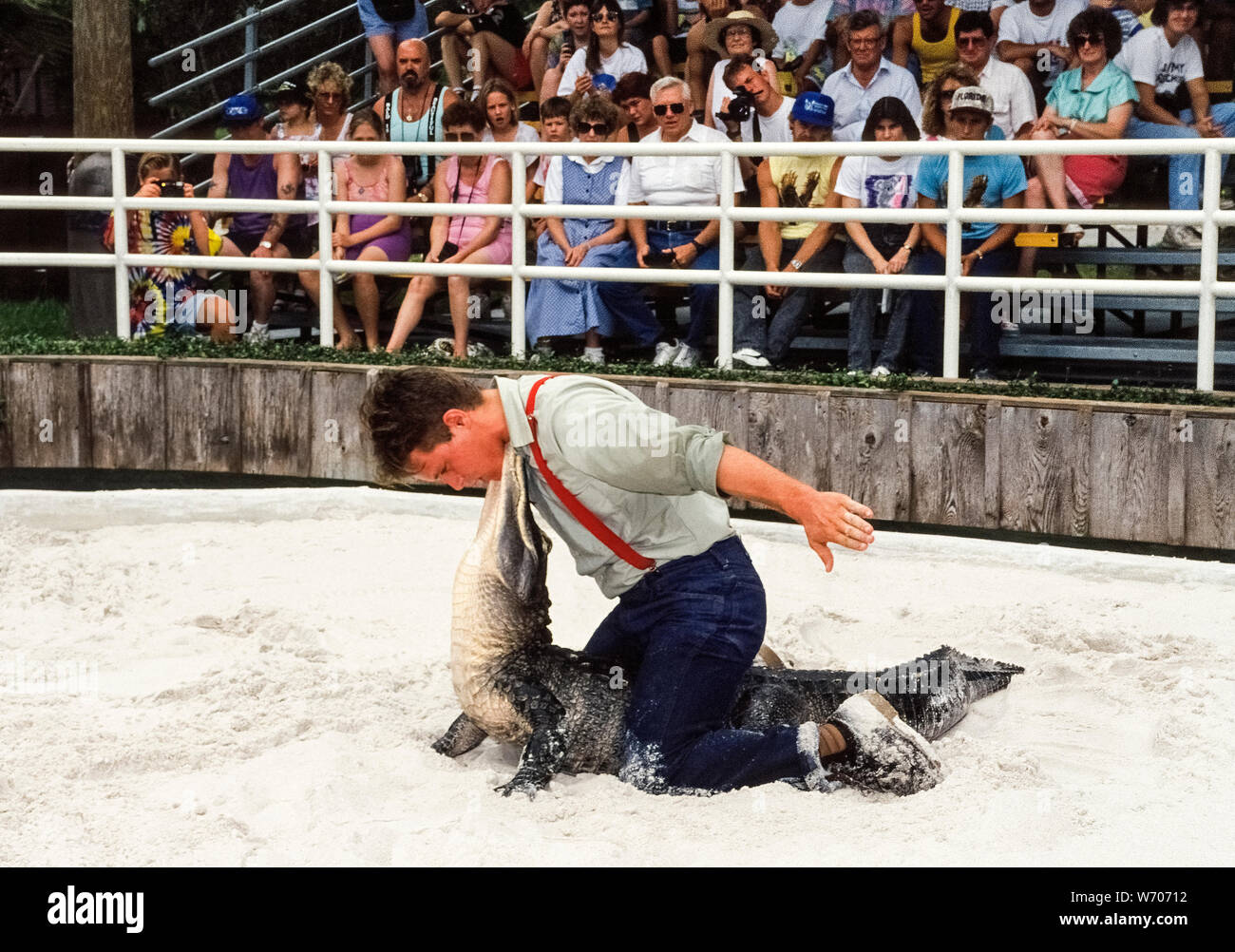 La lutte est un alligator préférée pour voir à Gatorland, un populaire attraction touristique à la gestion familiale depuis 1949 qui abrite plus de 2 000 alligators américains près d'Orlando, Floride, USA. Ici un jeune professionnel gestionnaire de gator est assis sur le dos de l'un de ces dangereux reptiles et pose le menton à menton avec l'animal. Pour ce faire, d'abord il s'empare de la mâchoire du reptile avec ses deux mains et puis plie le gator's tête en arrière de 90 degrés au-dessus du sol. Car cela empêche l'animal de se défendre, le lutteur peut alors libérer ses mains pour achever cette cascade. Banque D'Images