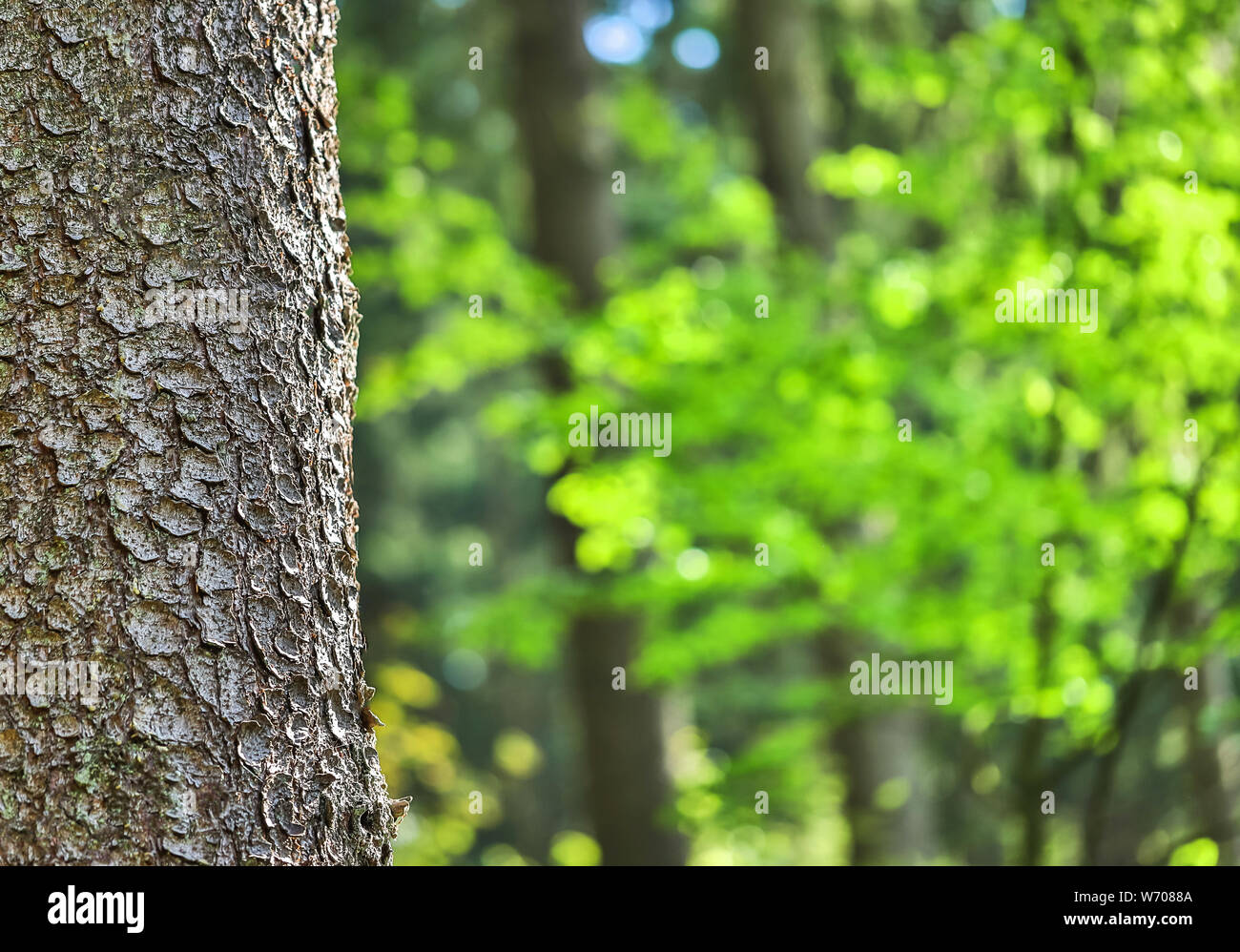 L'écorce des arbres et forêt en arrière-plan flou Banque D'Images