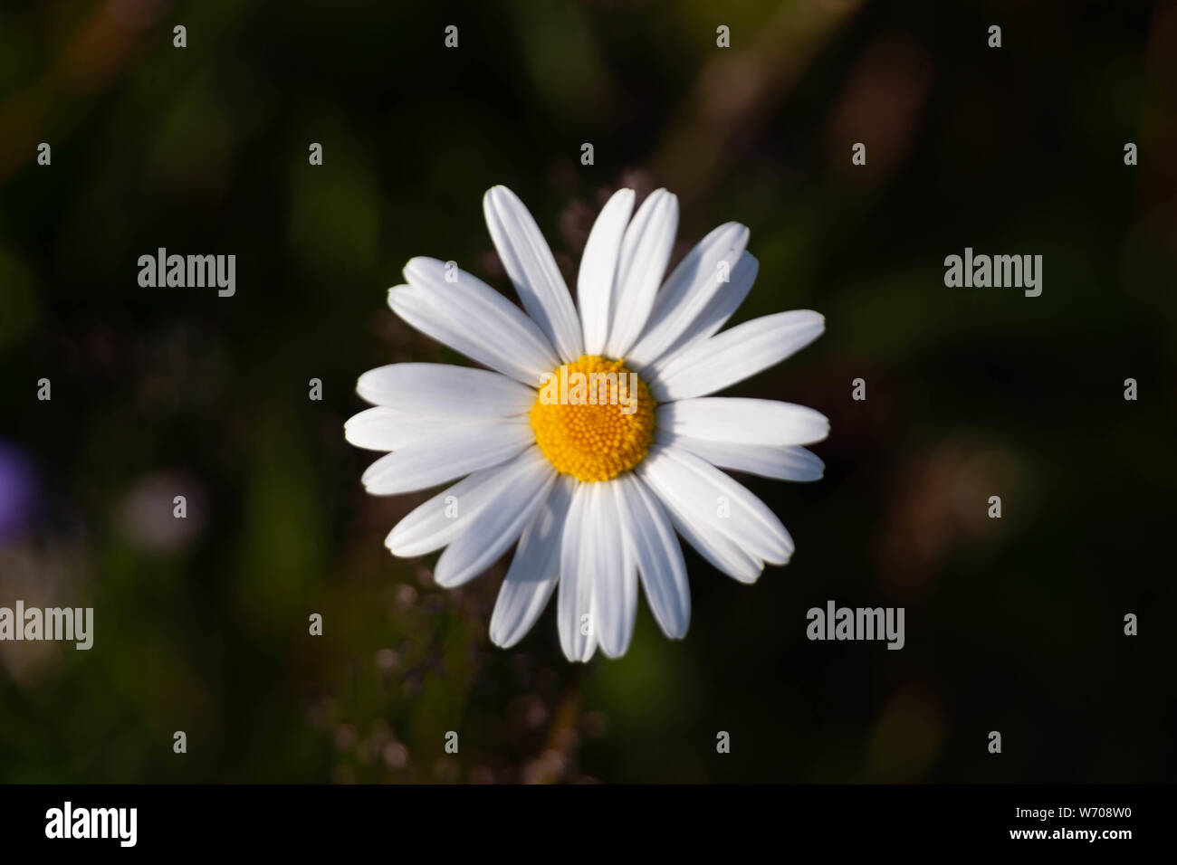 Daisy flower,l'île de Hailuoto, Ostrobotnie du Nord, en Finlande Banque D'Images