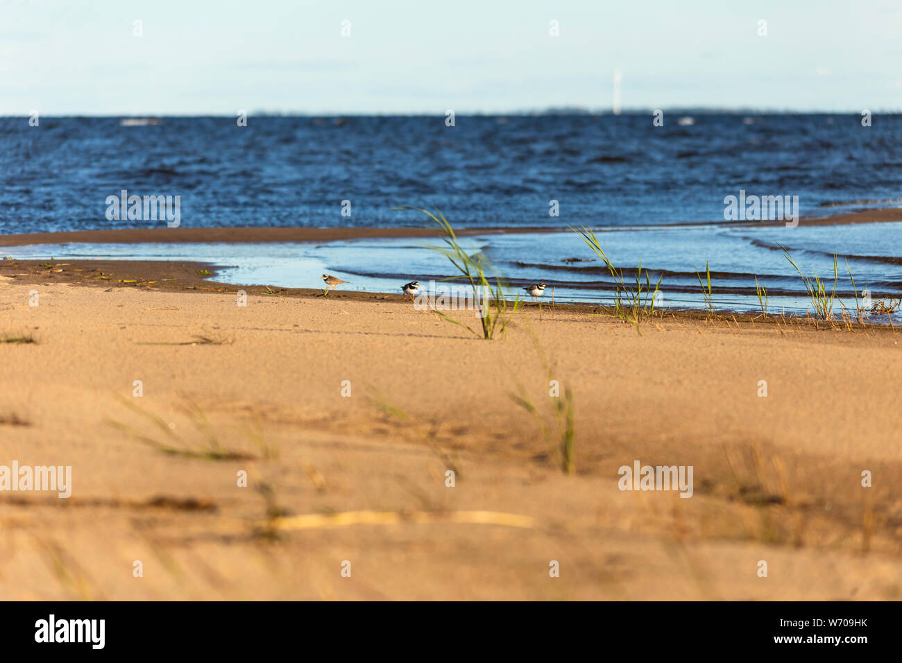 Oiseaux de Tulle sur la plage,le sable,l'île de Hailuoto Ostrobotnie du Nord, en Finlande Banque D'Images