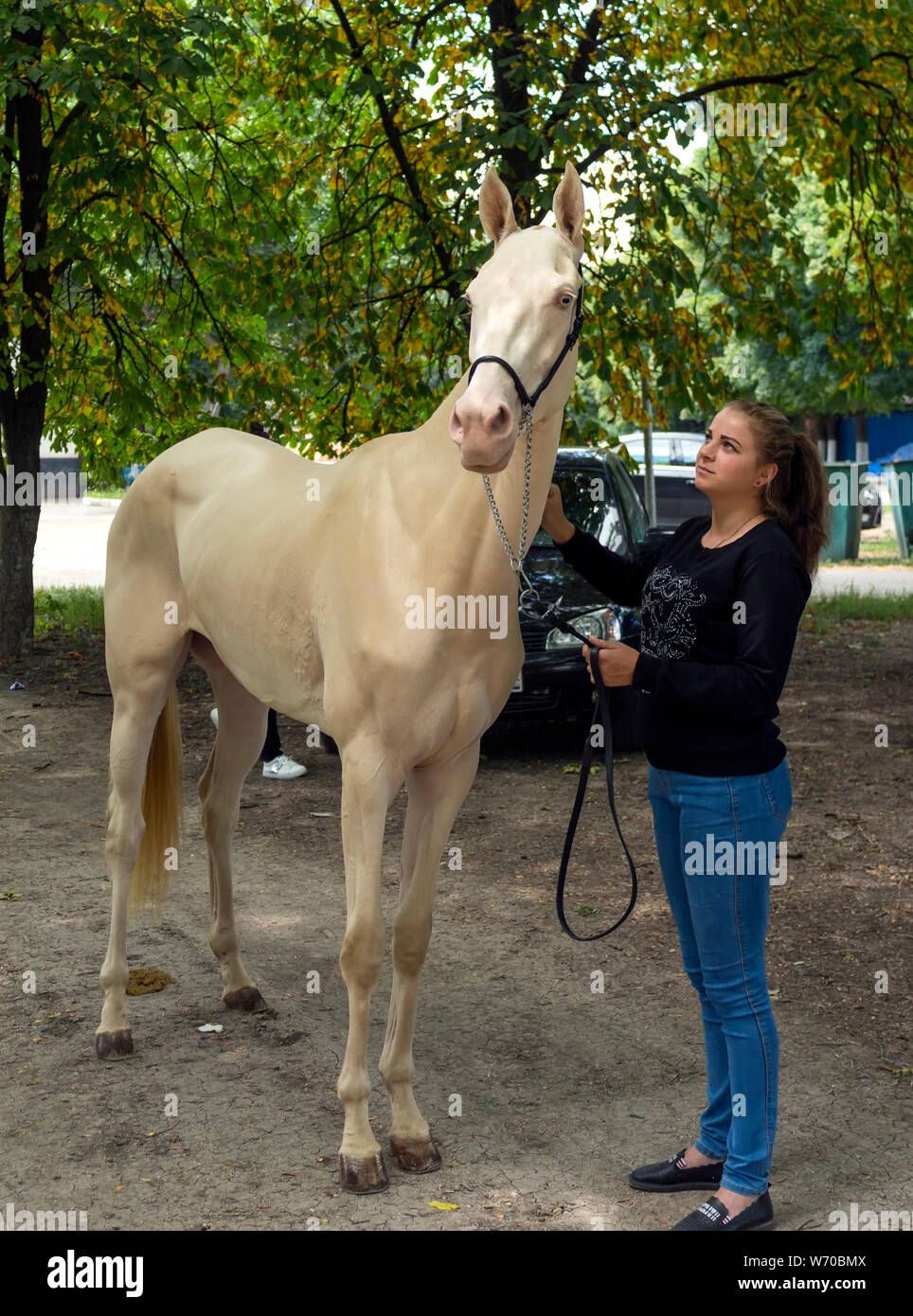 Portrait d'un cheval akhal-teke ahd formateur. Banque D'Images