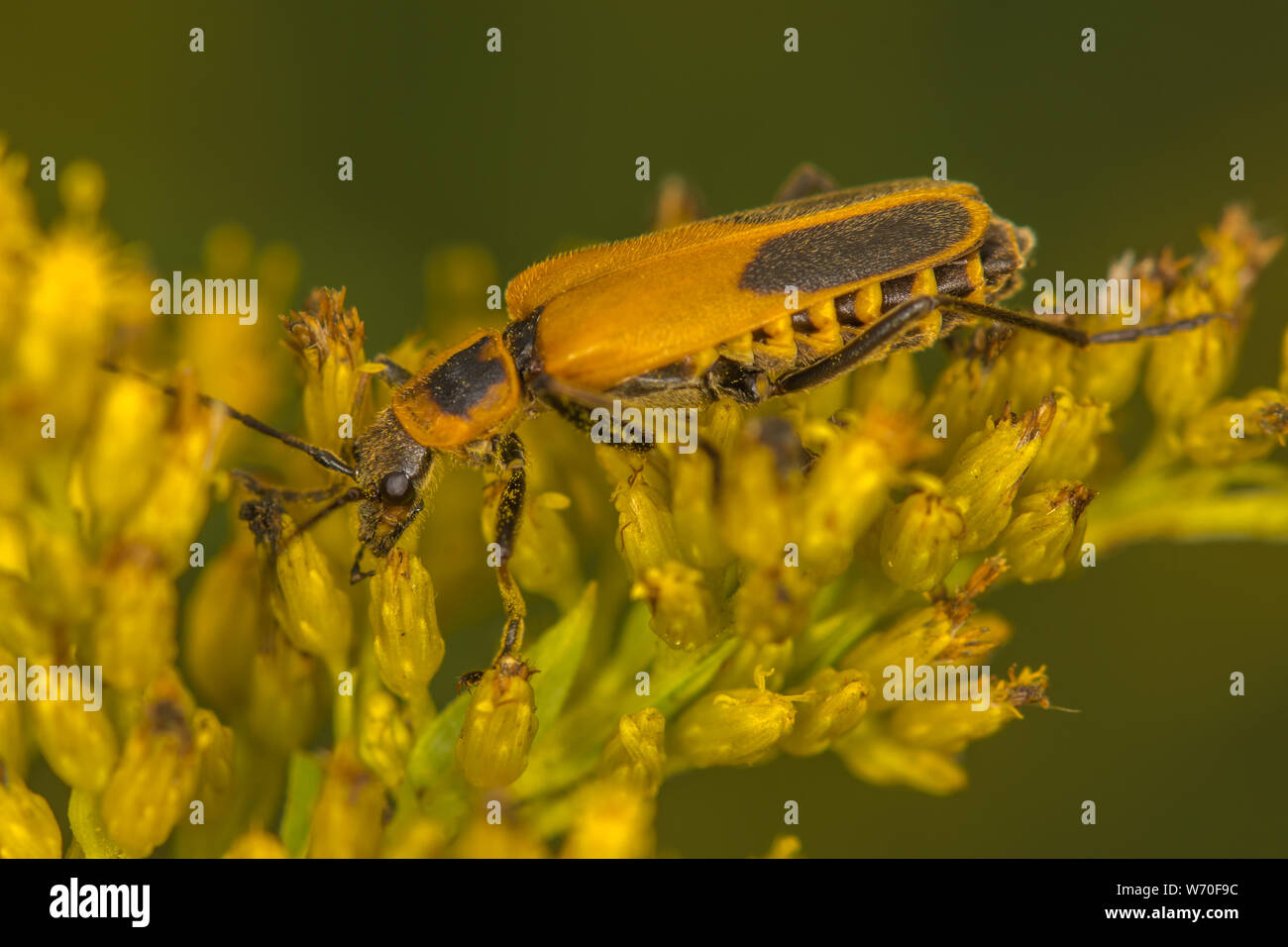Bug dans le pollen jaune couverte Banque D'Images