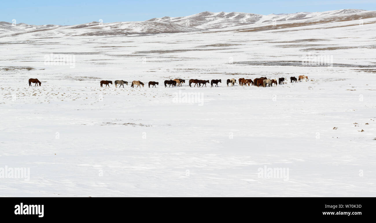 Chevaux dans la neige. Printemps en Mongolie. Banque D'Images