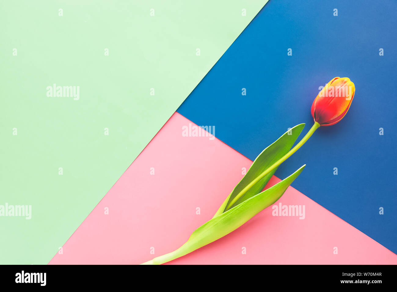 Tulipe sur fond de papier coloré,télévision design laïcs Banque D'Images