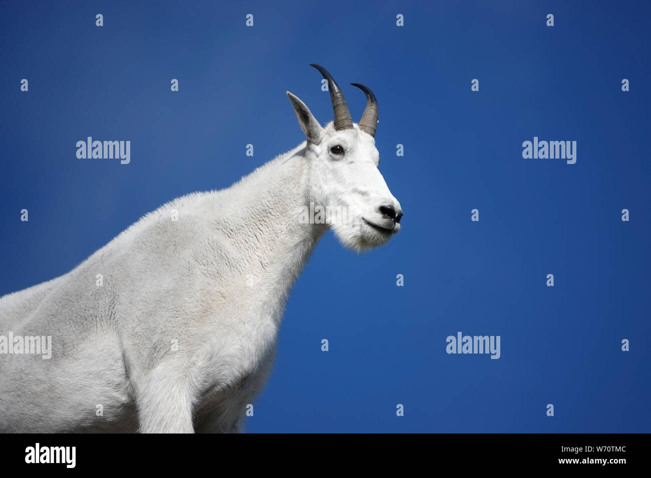 La chèvre de montagne (Oreamnos americanus) dans la région de Mount Rainier National Park Banque D'Images