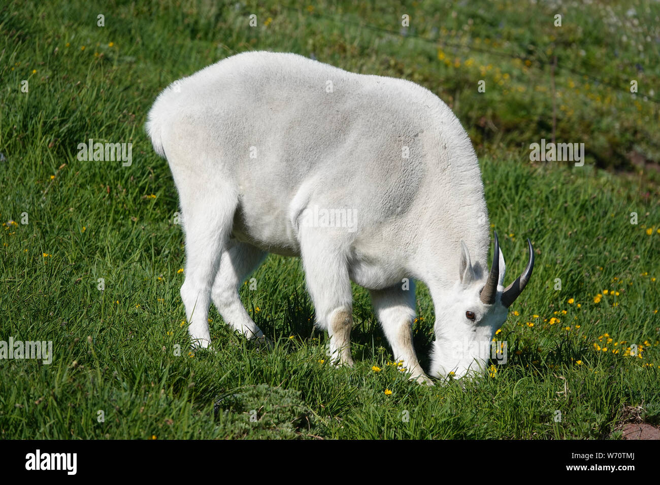 La chèvre de montagne (Oreamnos americanus) le pâturage dans le Parc National de Mount Rainier Banque D'Images