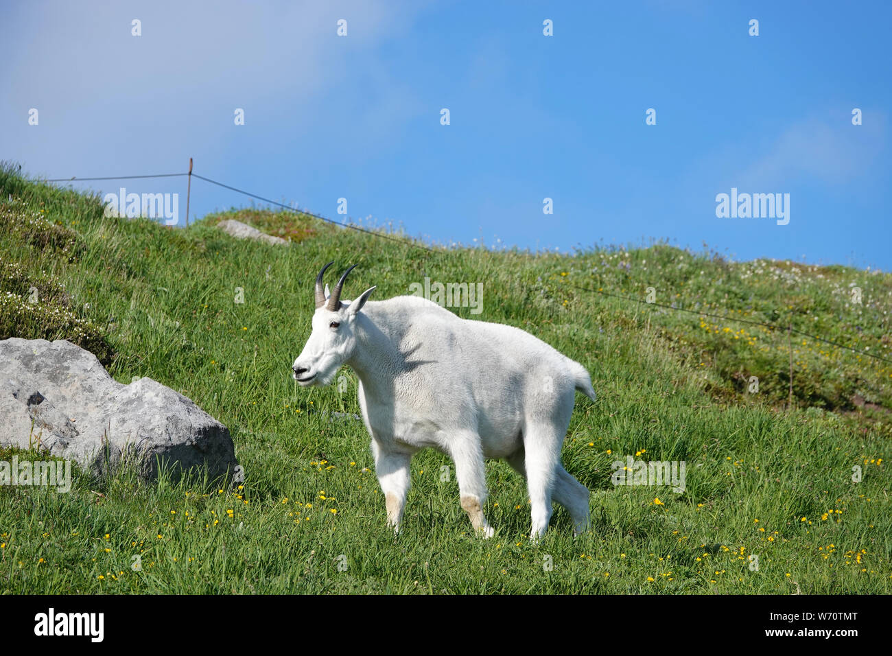 La chèvre de montagne (Oreamnos americanus) dans la région de Mount Rainier National Park Banque D'Images