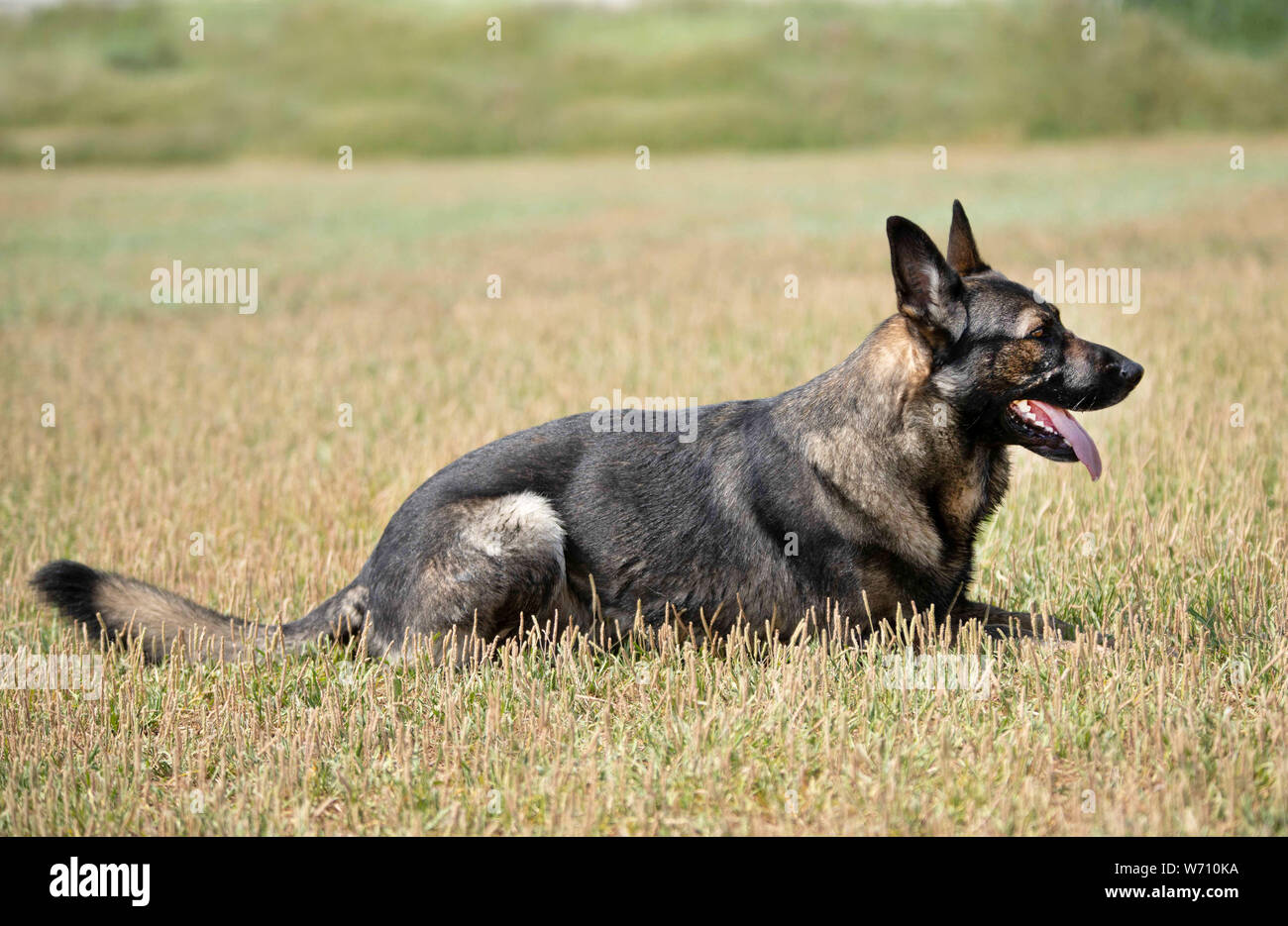 Morsure de berger allemand Banque d'image et photos Alamy