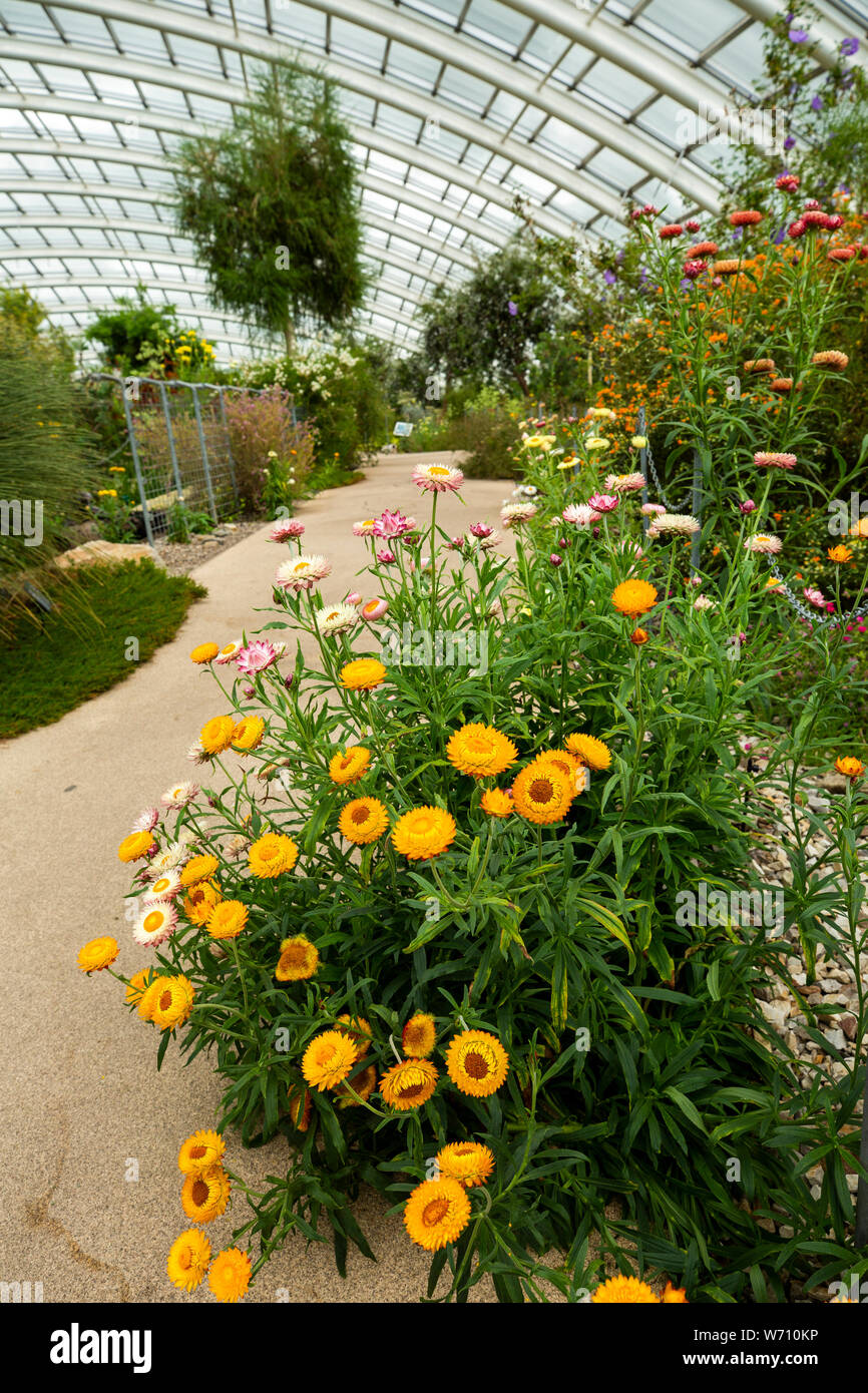 Royaume-uni, Pays de Galles, Carmarthenshire, Llanarthney, Jardin Botanique National du Pays de Galles, non prise en charge la plus importante du monde de l'intérieur de la serre, Canaries jaune zone Banque D'Images