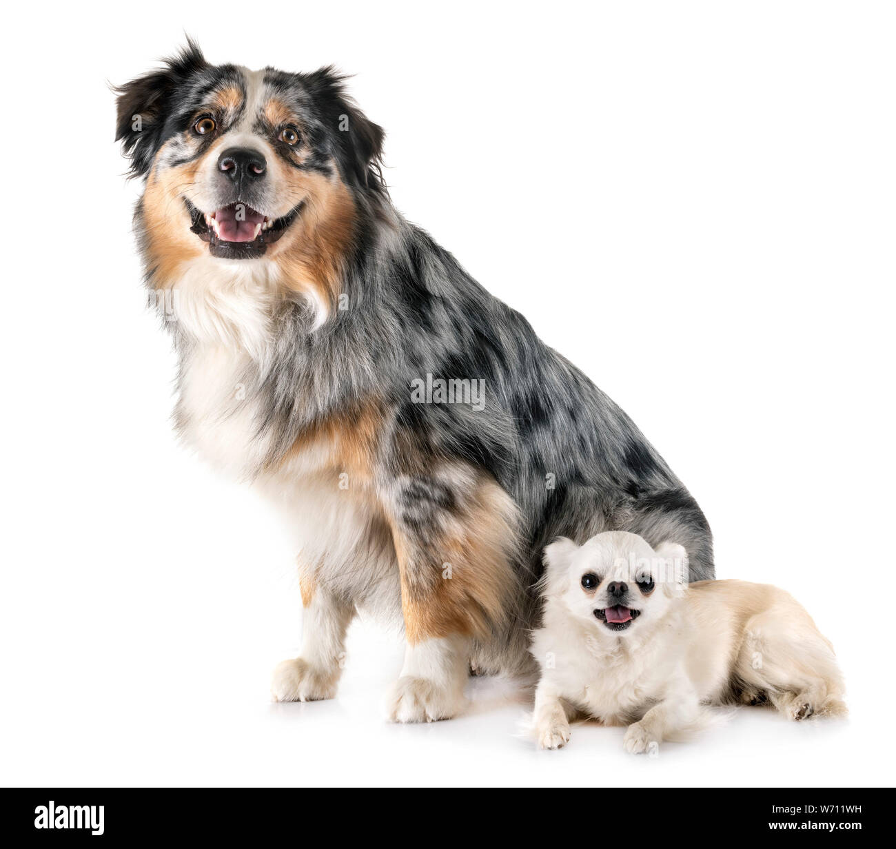 Chihuahua bleu merle Banque de photographies et d’images à haute résolution Alamy