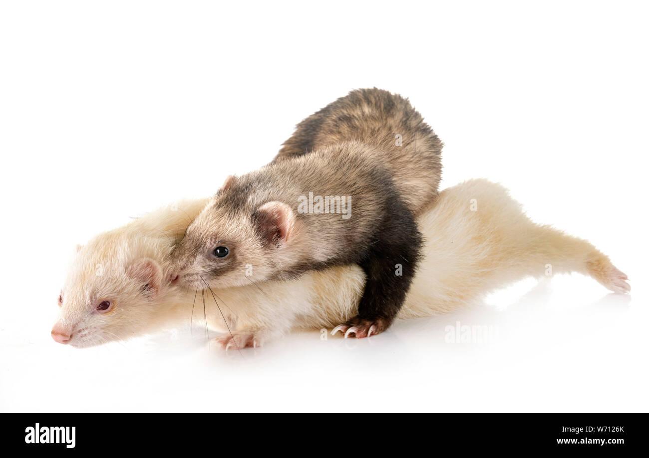 Deux ferrets in front of white background Banque D'Images