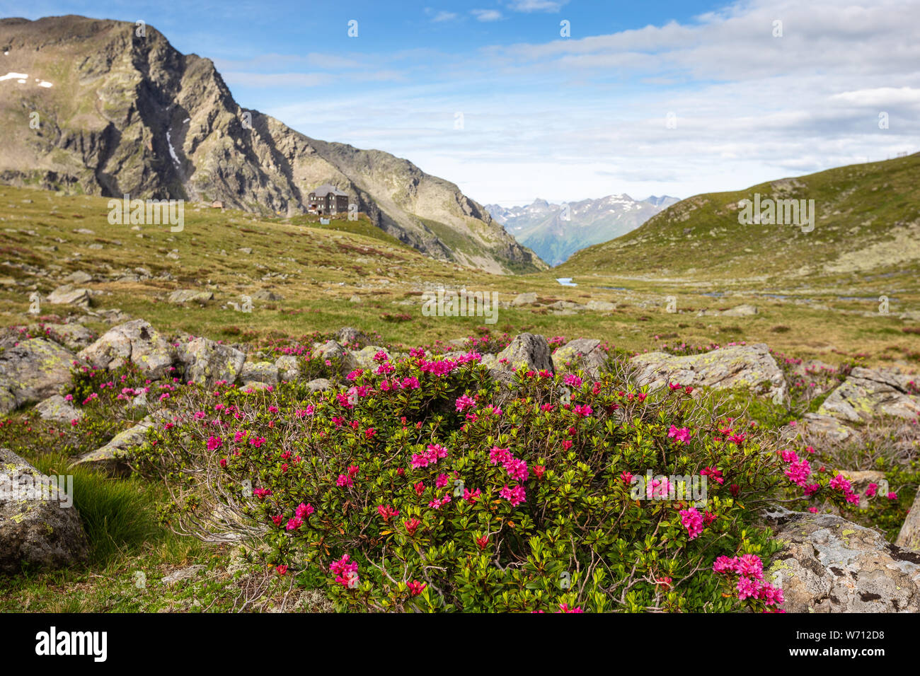 Rhododendrons. Fleurs des alpes près de Hochschober Schobergruppe hutte, Groupe de montagne. Le Tyrol, Alpes autrichiennes. Banque D'Images