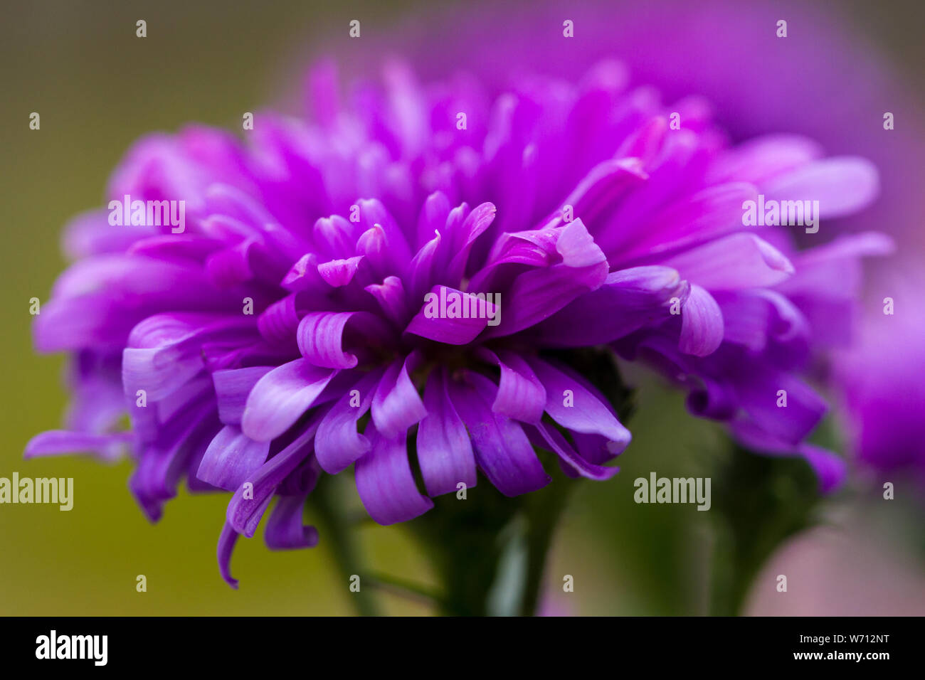 Aster 'Victoria' fleurit fleurit en été, England, UK Banque D'Images