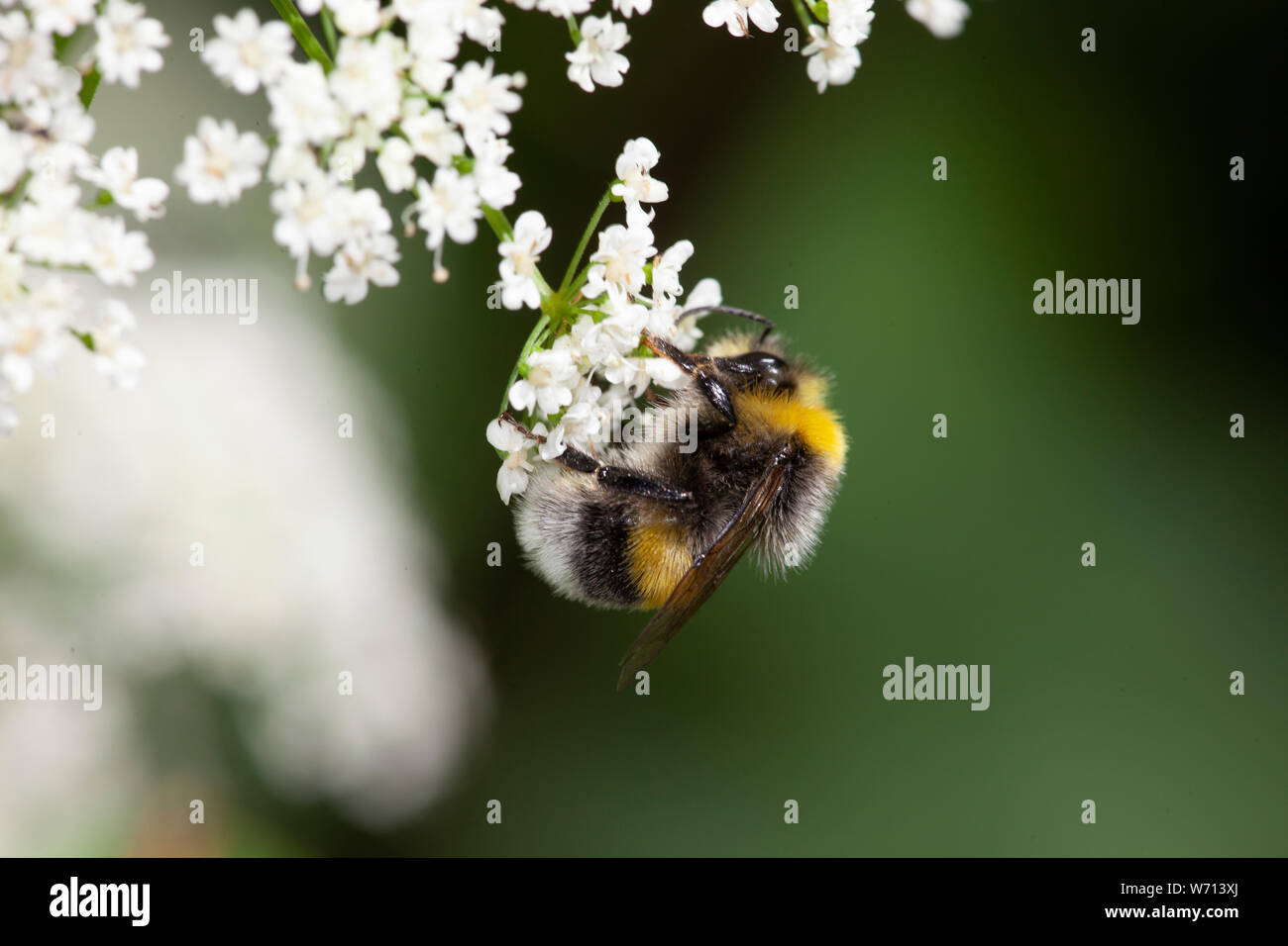 Bourdon, abeille, guêpe assis sur une fleur et sucer l'été nectar meadow Banque D'Images