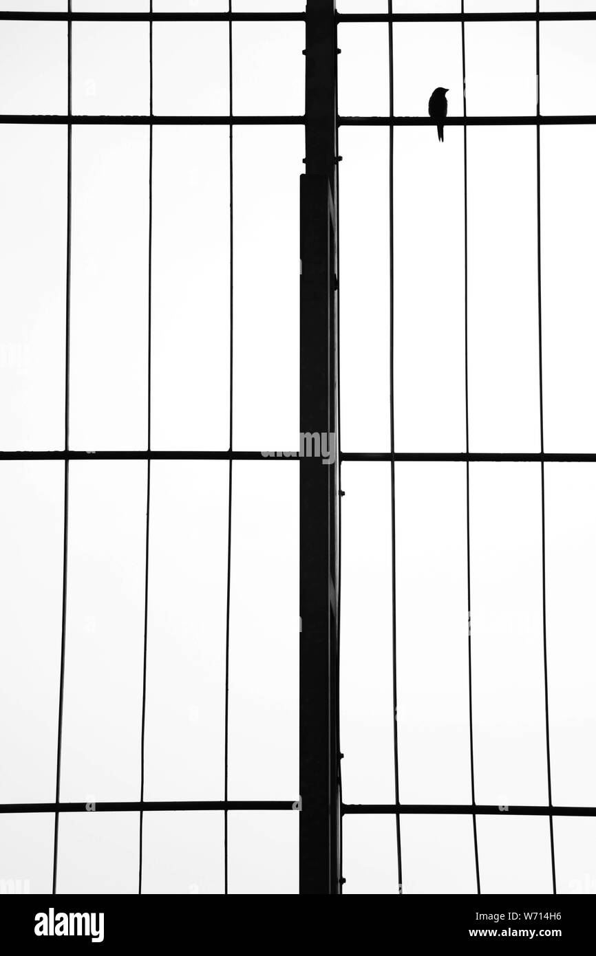 Oiseau sur une clôture 2 Banque D'Images