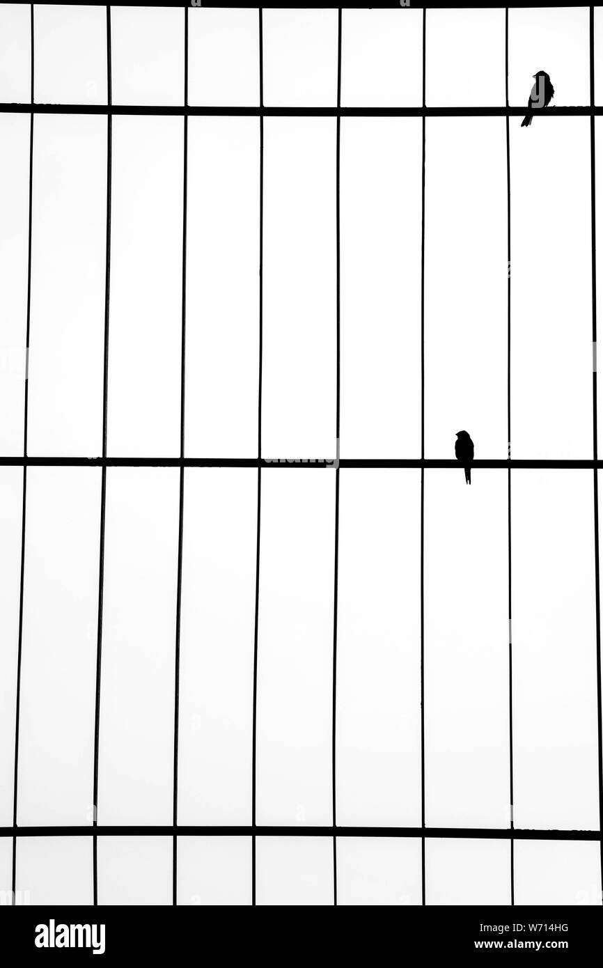 Oiseau sur une clôture 1 Banque D'Images