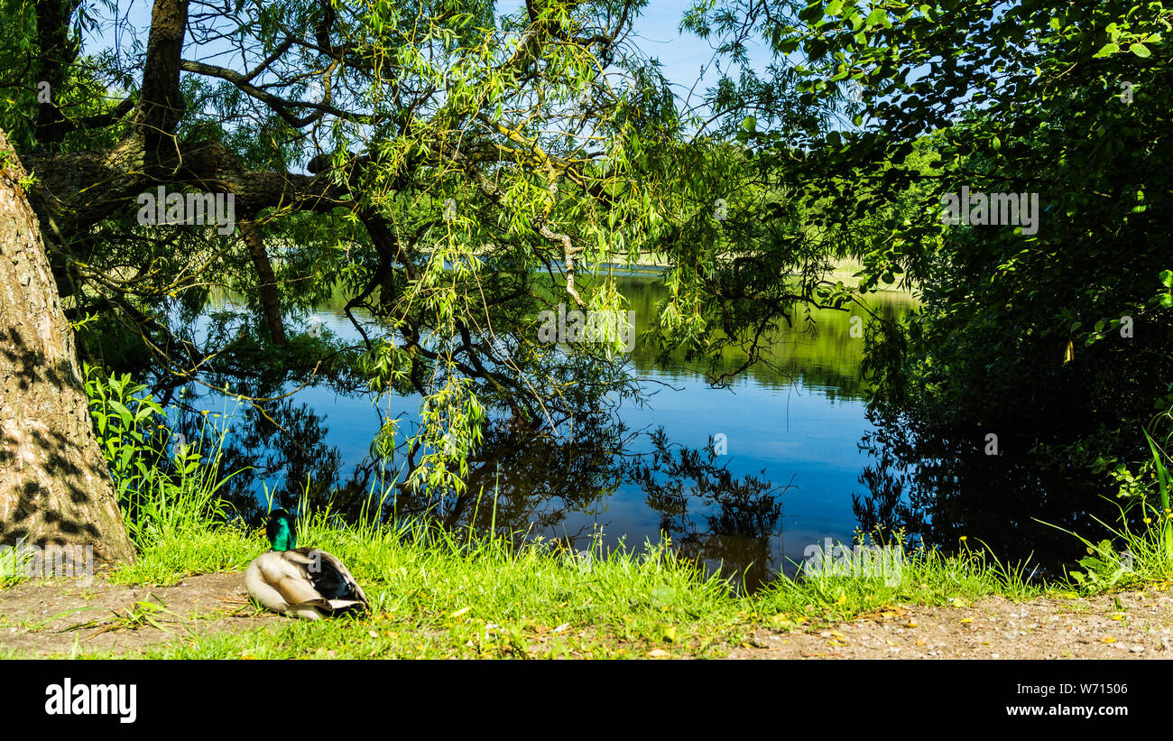 Duck assis près du lac Banque D'Images