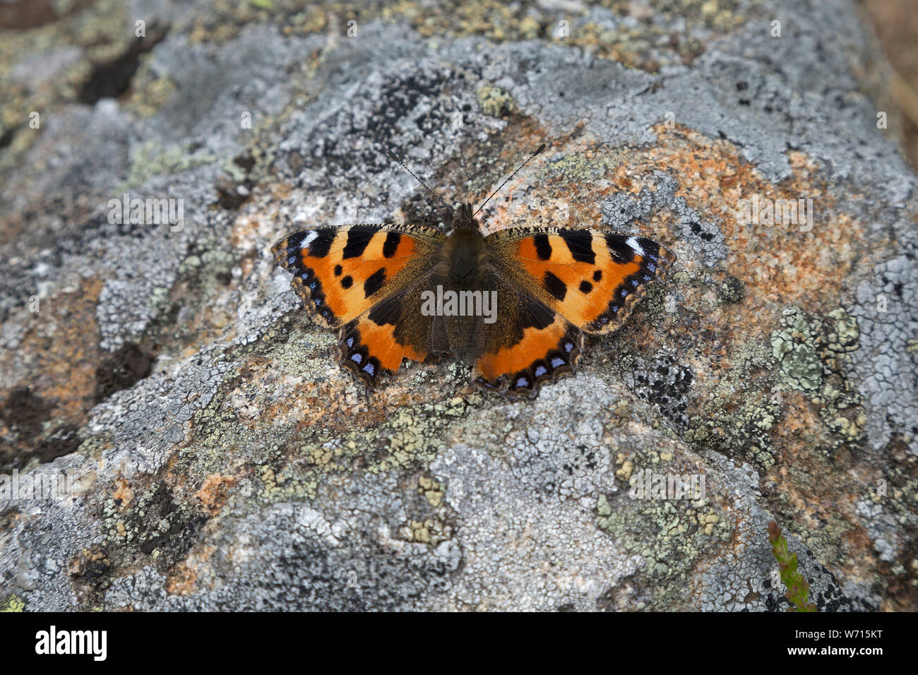 Petite écaille (Aglais urticae), grand Arber, forêt de Bavière, Bavière, Allemagne Banque D'Images