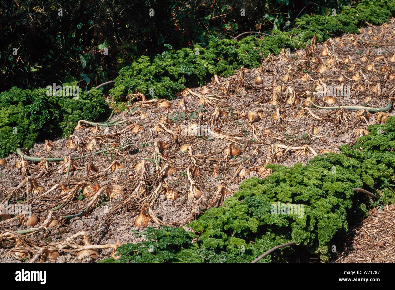 Jardin de légumes, oignons mûrs juste tiré et laissé à sécher au soleil. Banque D'Images