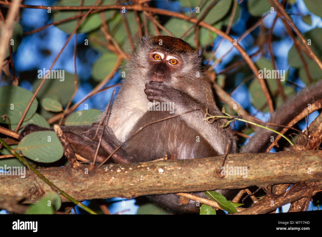 Singe macaque, Macaca sp. Un "vieux monde" espèce de singe, Malaisie Banque D'Images