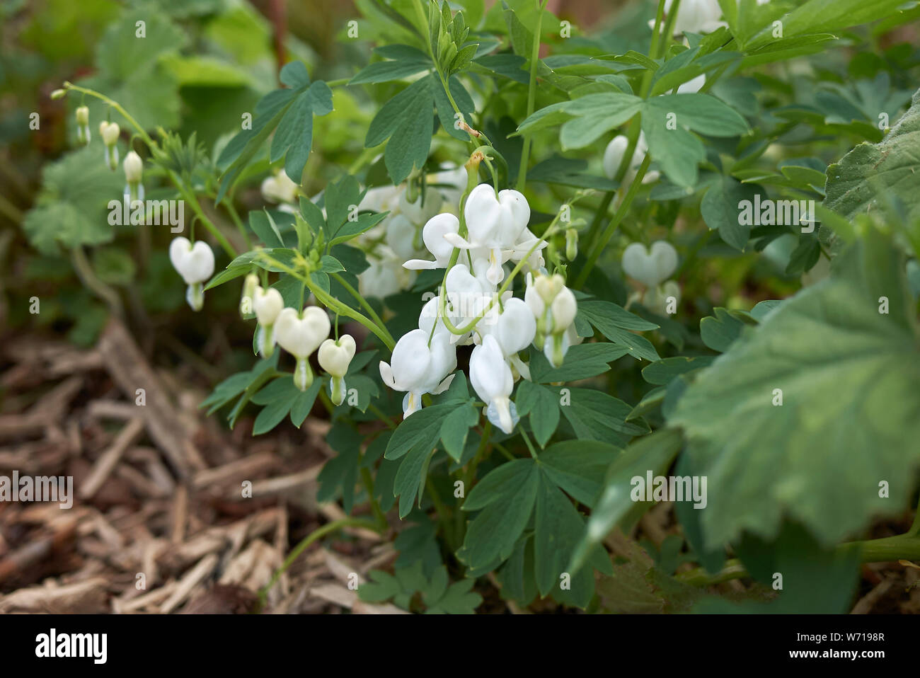 Dicentra spectabilis alba en fleur Banque D'Images