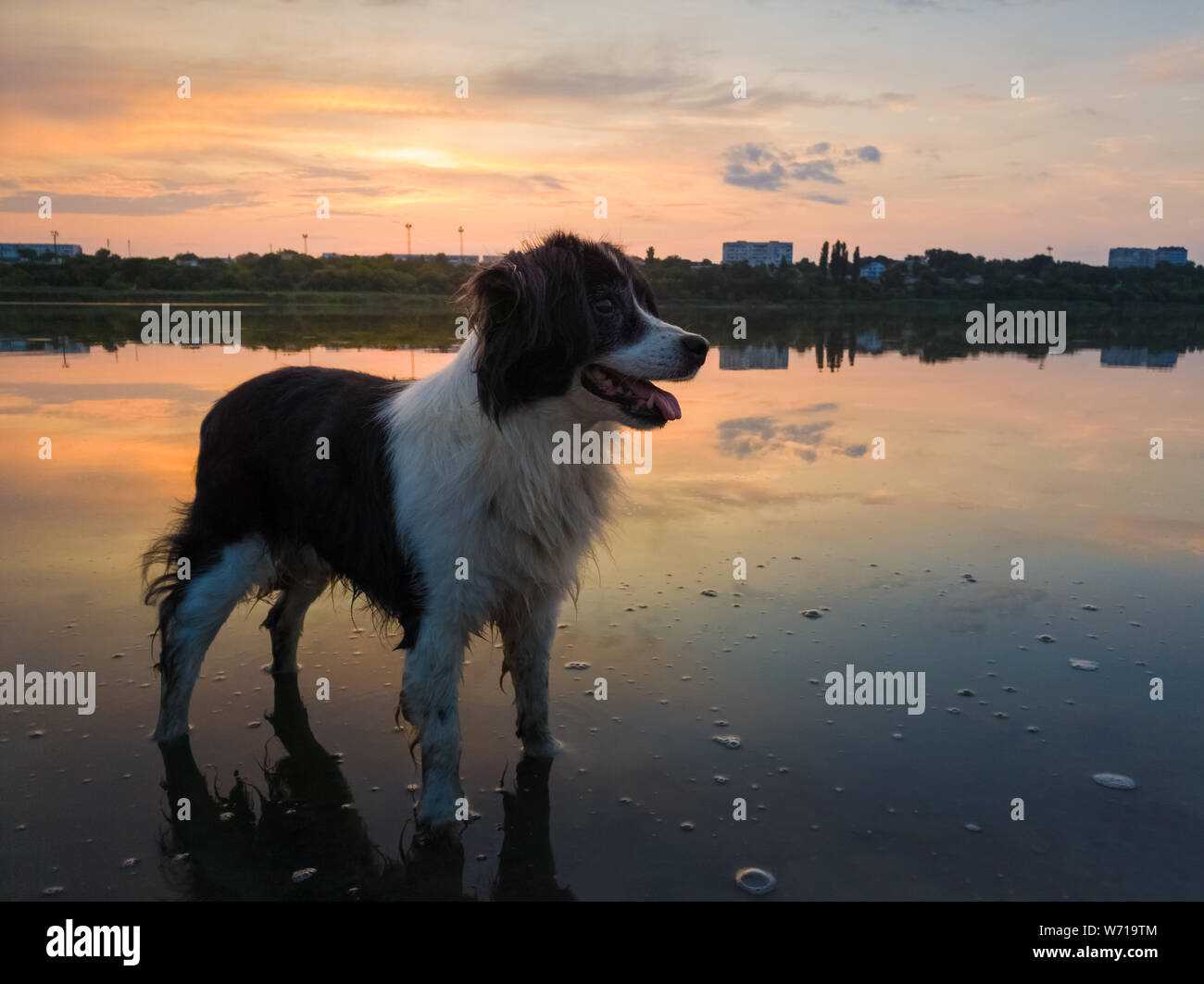 Mignon chien à côté attentif, heureux de l'émotion, bouche ouverte, debout dans l'eau du lac au cours de la réflexion des nuages au coucher du soleil. Campagne idyllique backgrou Banque D'Images