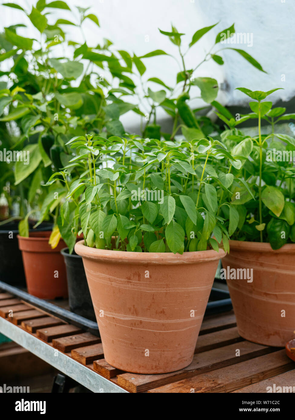 De plus en plus citron basilic dans un pot en terre cuite dans une serre. Banque D'Images