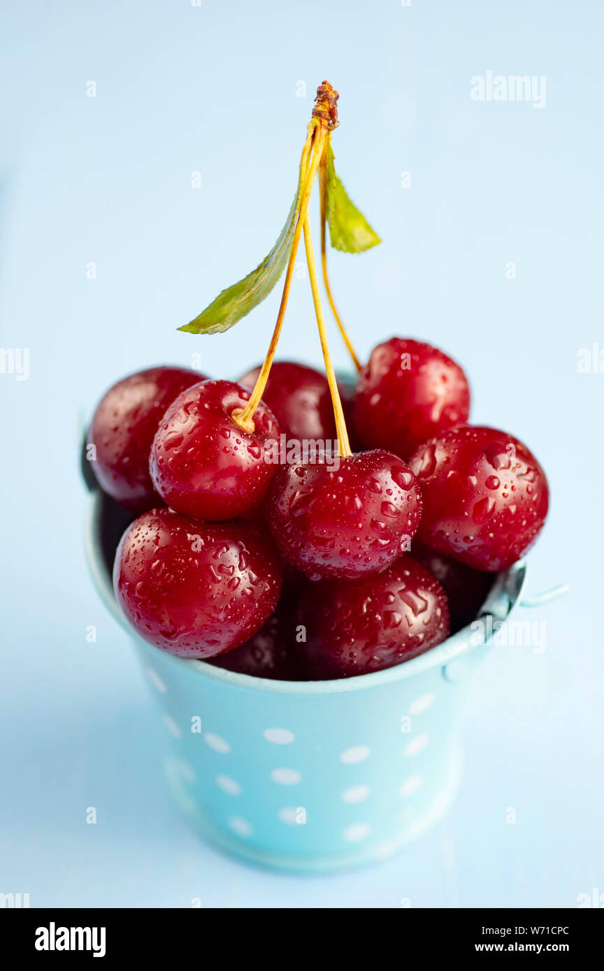 Les cerises douces fraîches mûres dans un seau décoratif sur un fond bleu. Le concept de vitamines, une alimentation saine. Châssis vertical. Banque D'Images