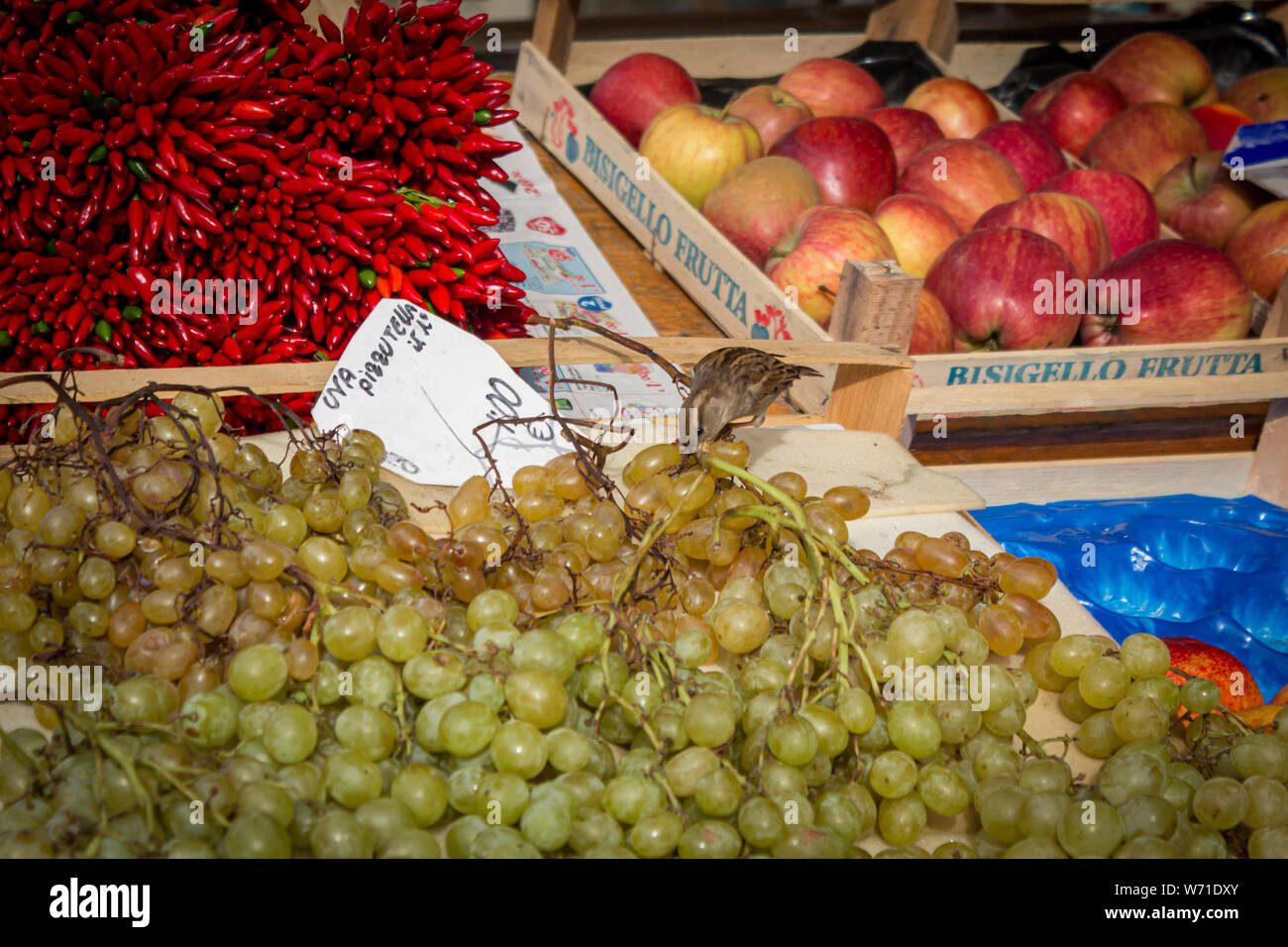 Un petit oiseau manger les raisins produisent à un stand à Venise, Italie. Banque D'Images