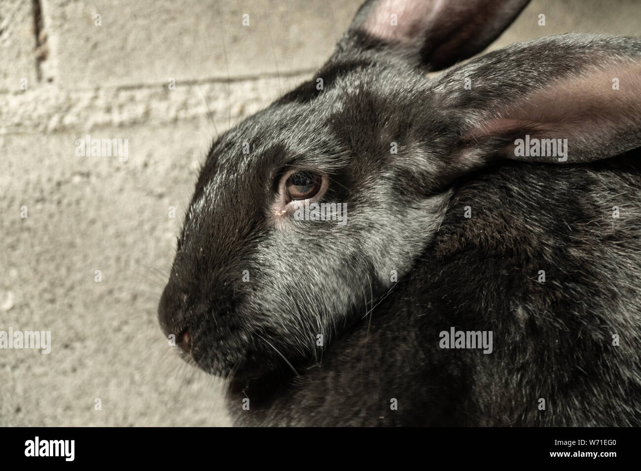 Lapin noir ou le lapin. Farm animal mignon Banque D'Images