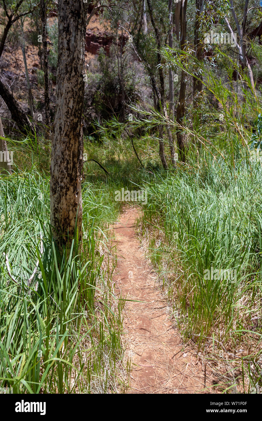 Chemin dans l'herbe et les arbres d'eucalyptus au bas de Dales Gorge à Parc national de Karijini Australie Banque D'Images