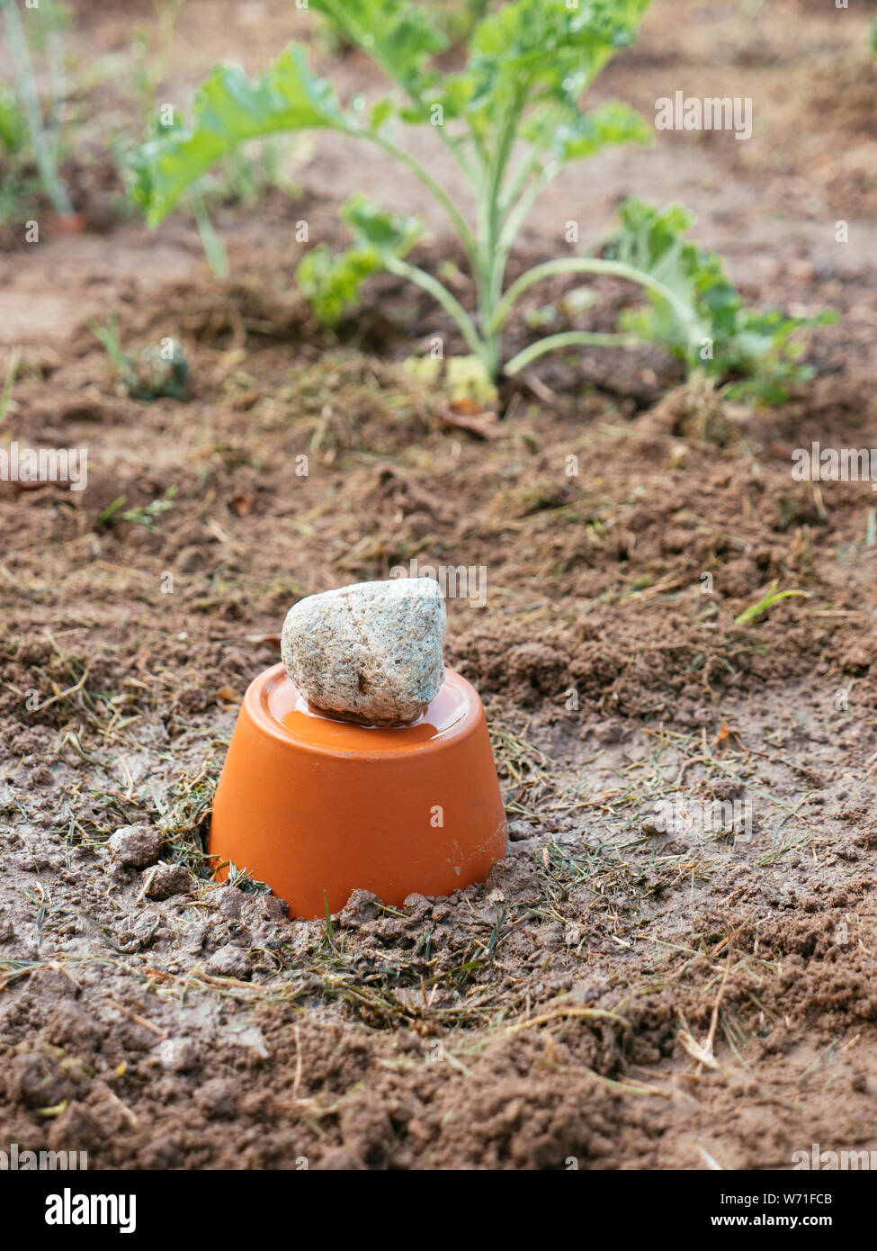 Pot d'argile humide système d'irrigation dans un jardin potager Photo Stock  - Alamy