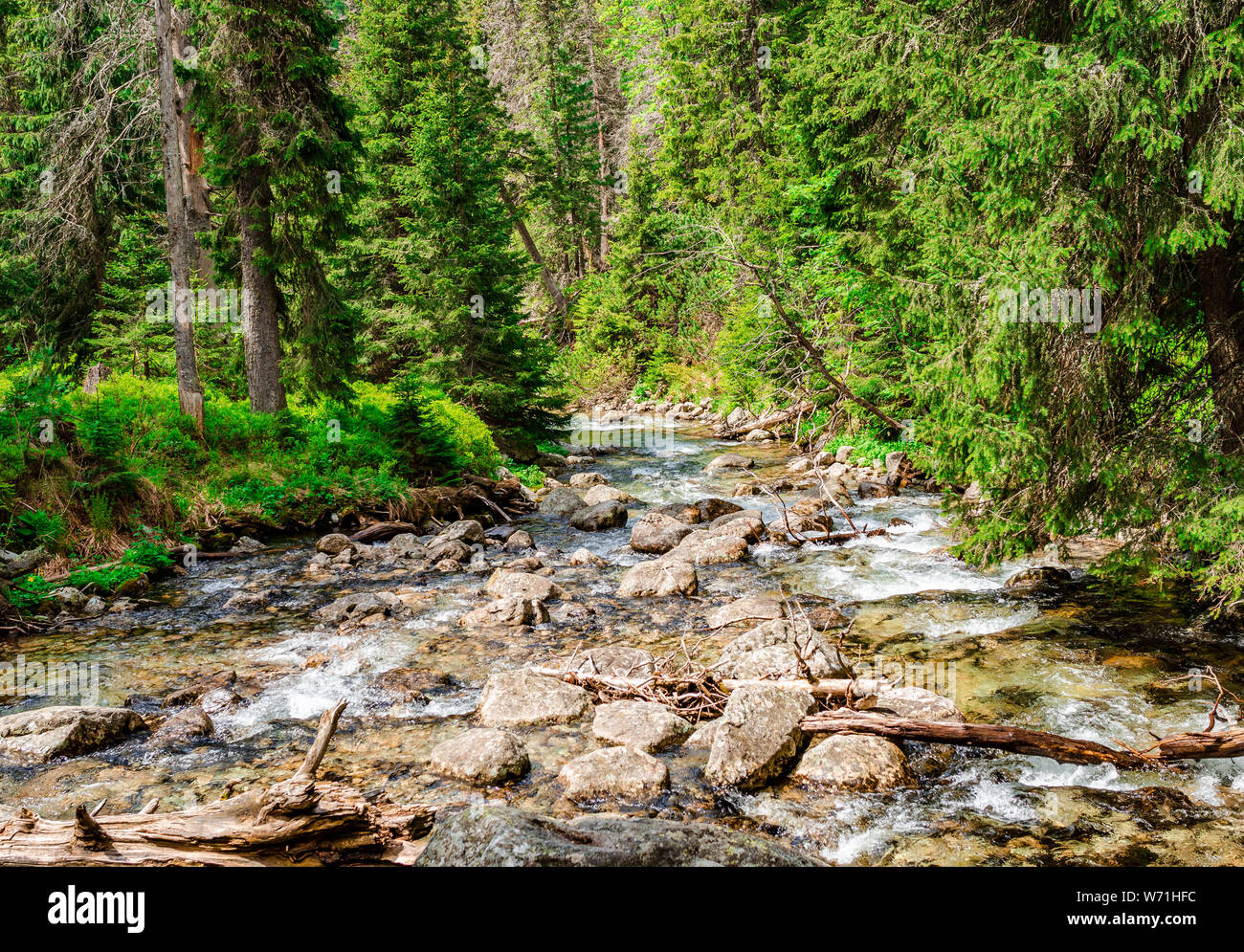 Rivière rapide dans la forêt dans les montagnes de Tatra. Banque D'Images