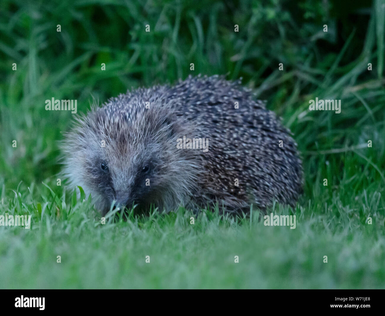 Un hérisson (Erinaceus europaeus) tard le soir dans un jardin de Warwickshire Banque D'Images