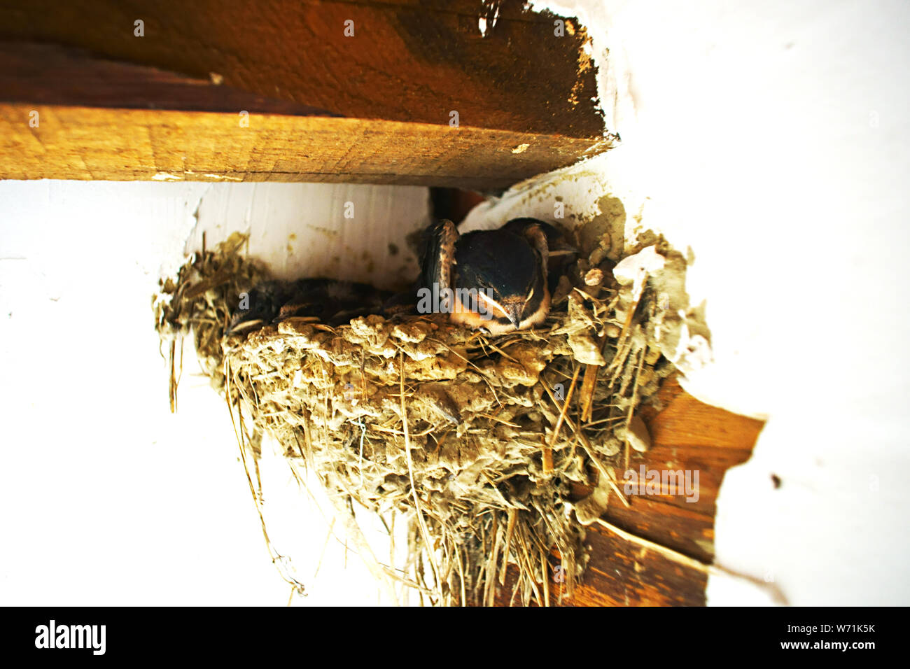 Hirundo rustica - Barn Déglutissez sur nid dans une maison en Toscane, Italie Banque D'Images