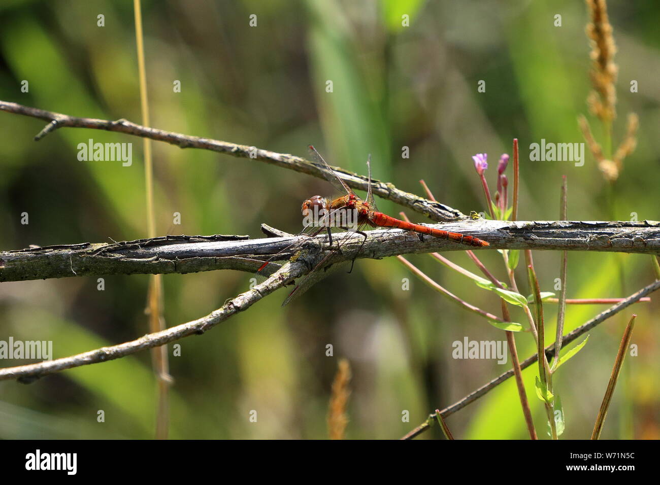 Près d'un mâle mature dard commun dragonfly (Sympetrum striolatum) reste sur une branche horizontale Banque D'Images