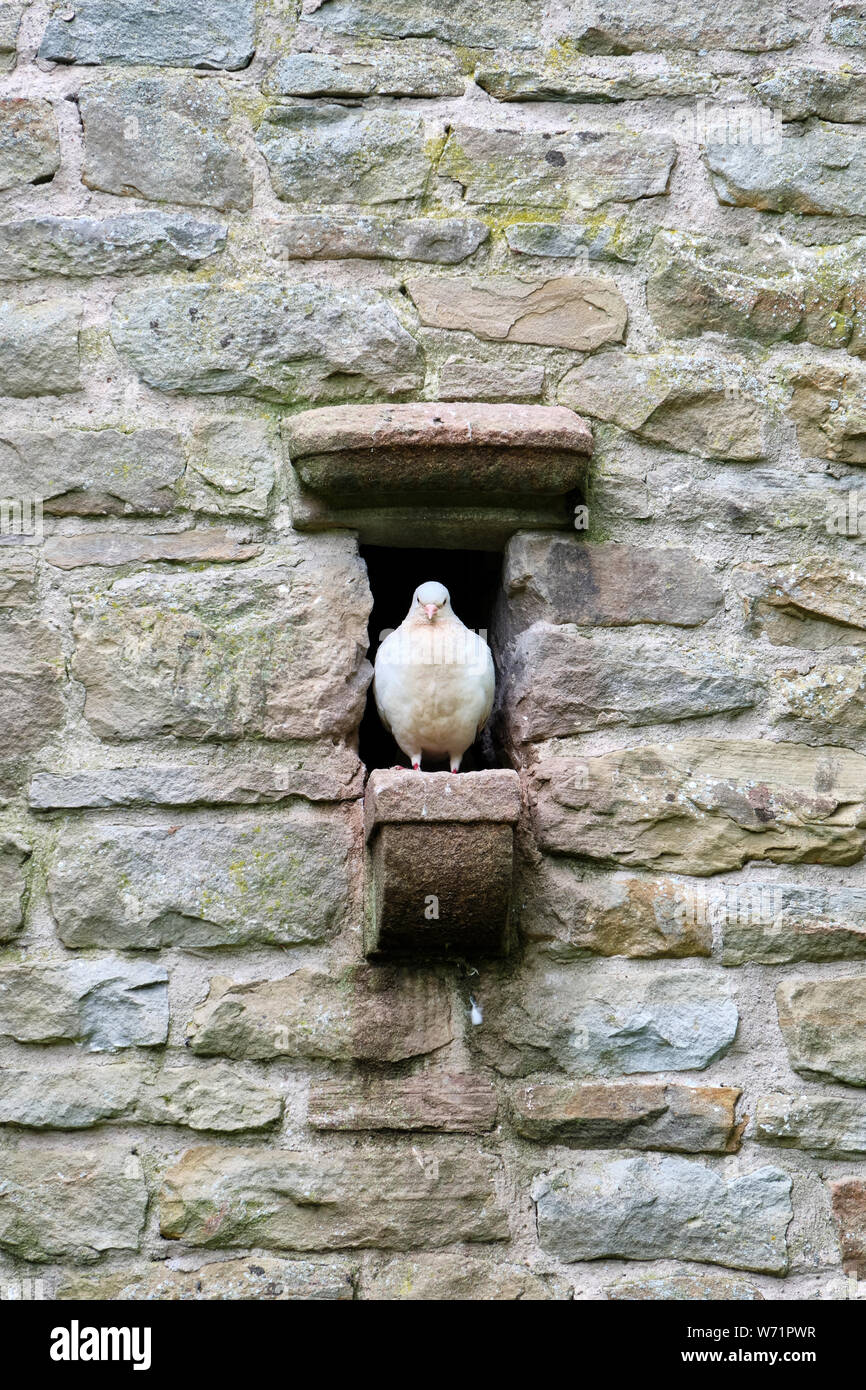 Colombe en pigeonnier à Westonbury Water Gardens, près de Pembridge, Herefordshire Banque D'Images