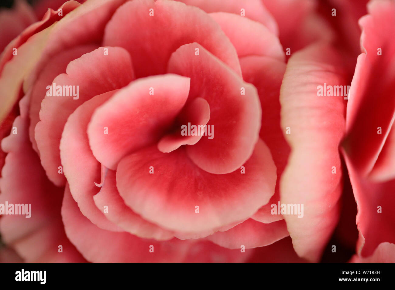 Plante à fleurs bégonia d'intérieur avec son diplôme de pétales de rose rose pâle Banque D'Images