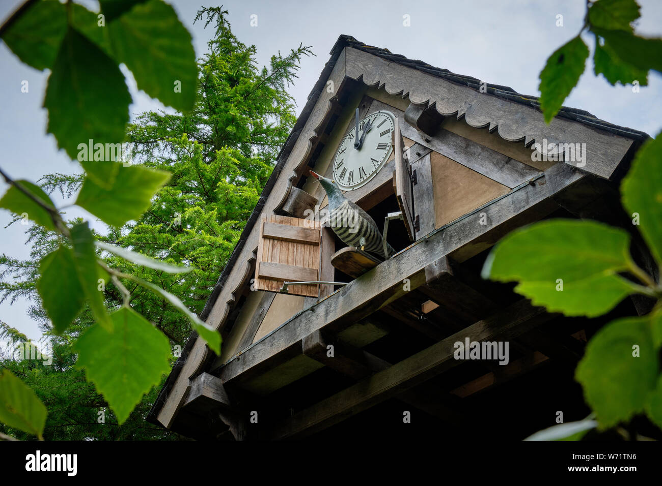 Cuckoo Clock à Westonbury Water Gardens, près de Pembridge, Herefordshire Banque D'Images