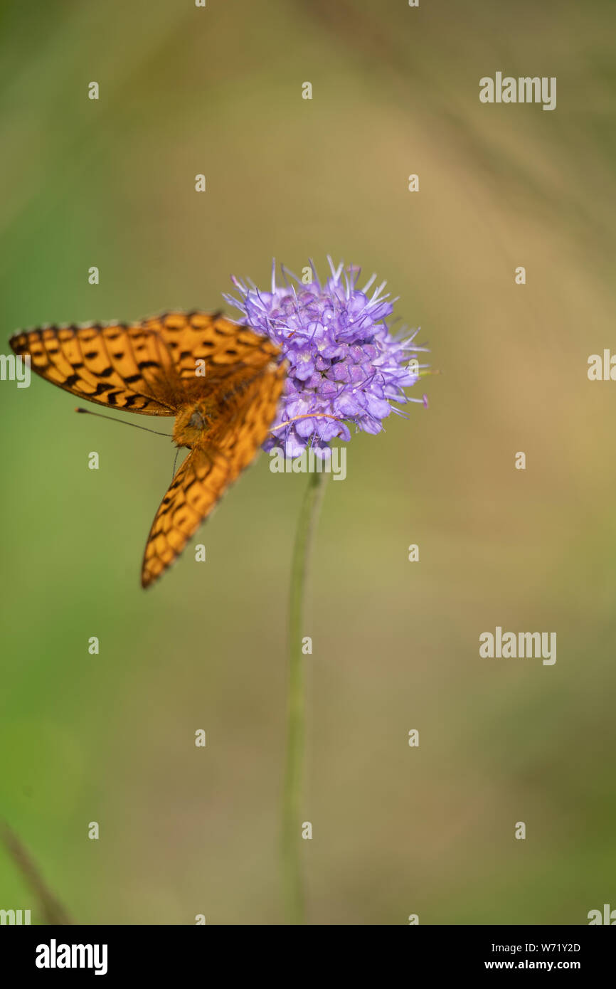 Dark Green fritillary (Argynnis aglaja) papillon sur un Devil's bit Scabious (Succisa pratensis) Banque D'Images