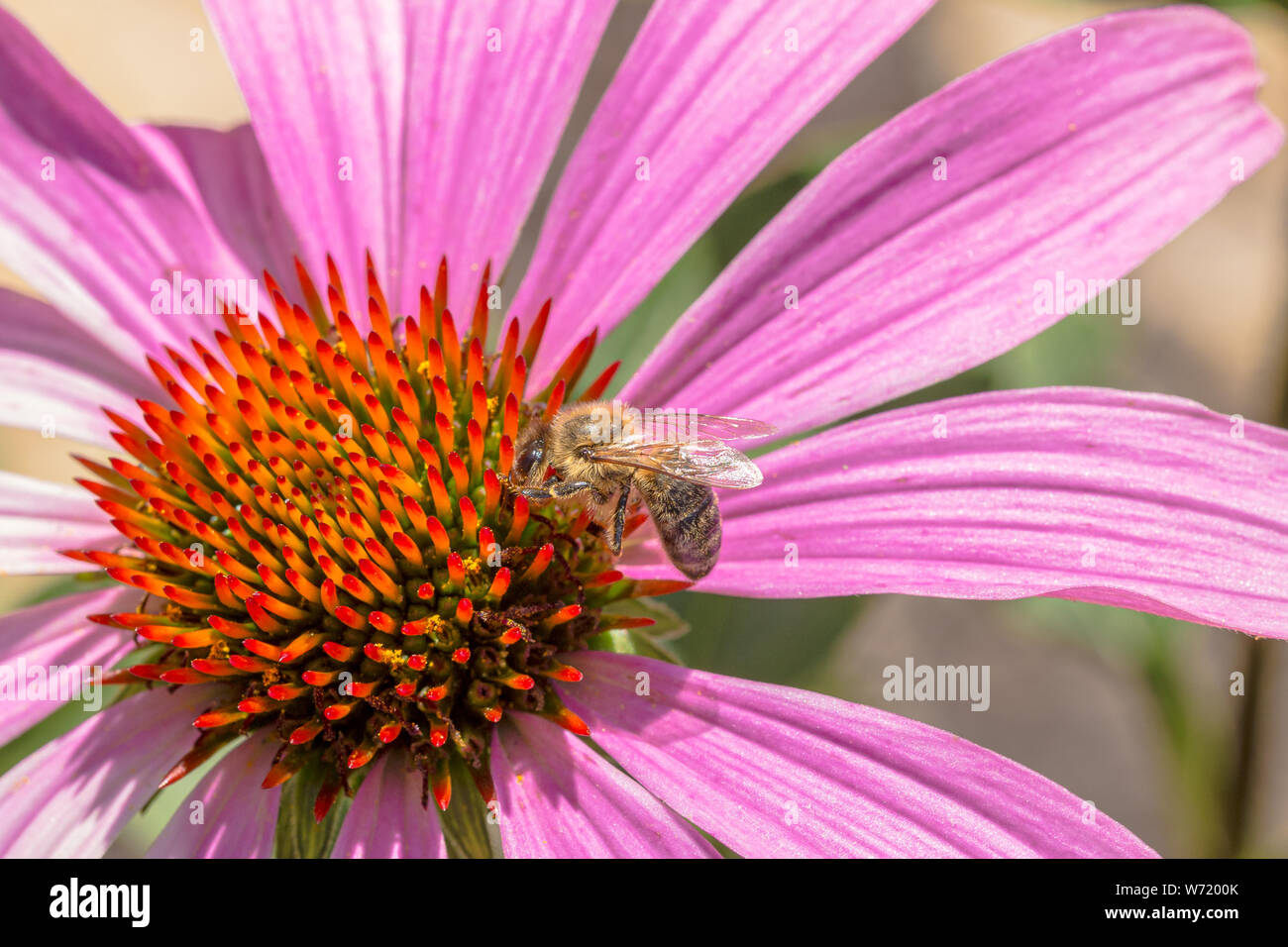 Abeille sur une fleur echinacea purpurea Banque D'Images