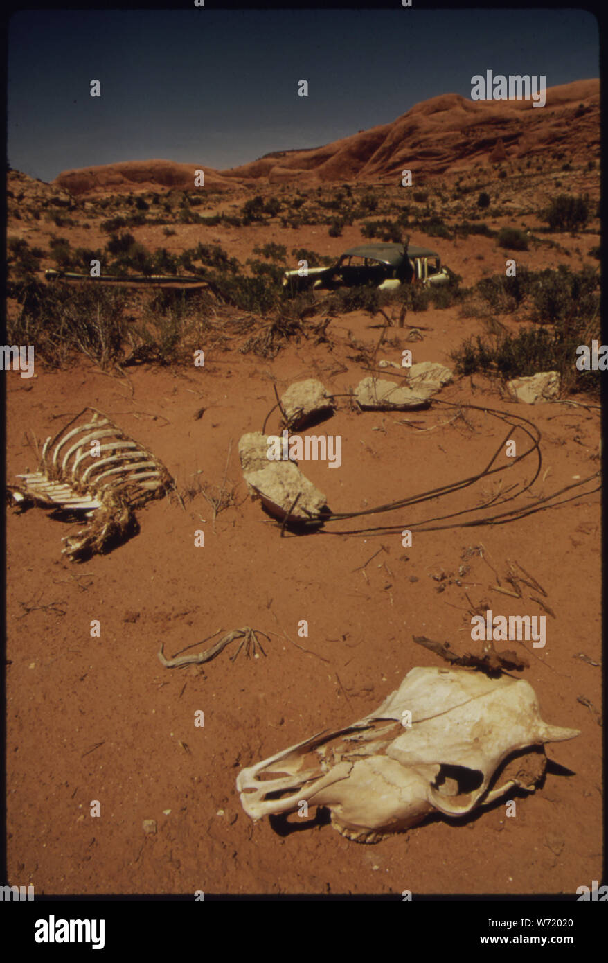 Reste OSSEUX DE BÉTAIL MORT EN DEHORS DE LA DÉCHARGE DE LA VILLE DE MOAB (À PARTIR DE L'EXPOSITION DOCUMERICA-1. Pour d'AUTRES IMAGES DE CETTE AFFECTATION, VOIR LES NUMÉROS DE FICHE 52, 53, 54, 55, 56.) Banque D'Images